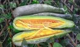 网红豆瓣吃瓜组,揭秘网红圈幕后故事